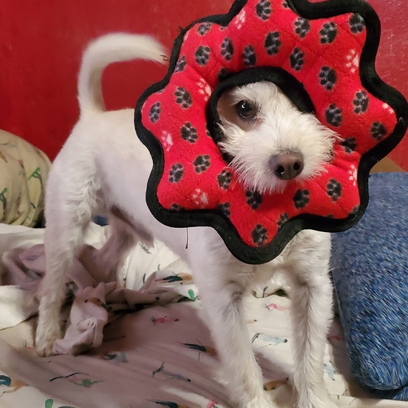 Angel - Picture 4 of 5